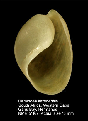 Haminoea alfredensis.jpg - Haminoea alfredensis(Bartsch,1915)